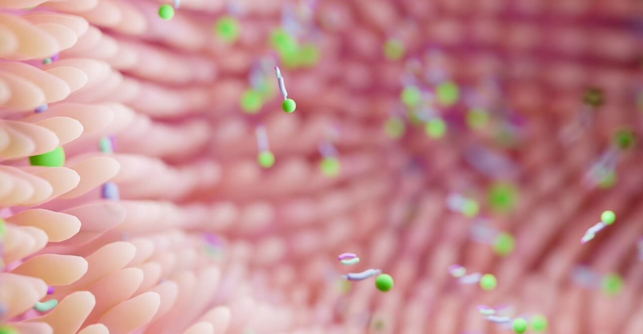 candidosi asse intestino vagina